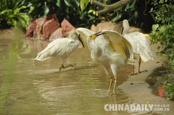 廣東長隆華南珍稀野生動物物種保護中心成功繁育珍稀鳥類朱鹮